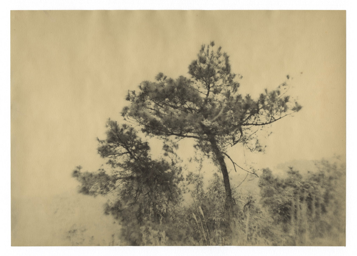 #1225